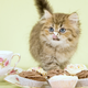 Illustration for article titled Cats That Beg Aggressively for Food May Not Be Hungry, Just Psychologically Disturbed